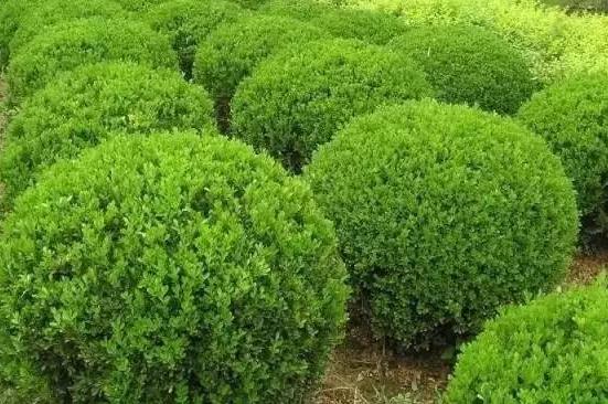 喬、灌木類(lèi)植物的養(yǎng)護(hù)要點(diǎn)，看看凱蒂分享的這6點(diǎn)！