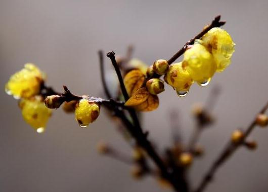 這5種樹(shù)木種植在別墅花園中別有一番風(fēng)雅！