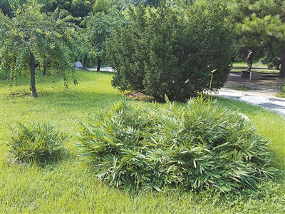 北京植物園花境中的觀賞草魅力究竟在哪里？