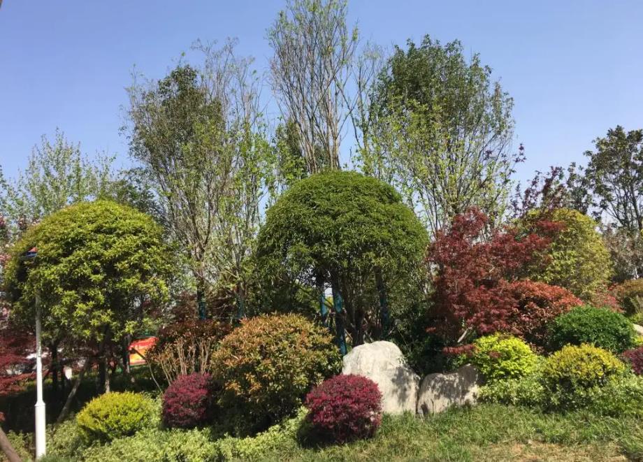 春季氣溫開始回升，襄陽園林綠化公司做好這些養(yǎng)護舉措，苗木來年存活好，長枝快
