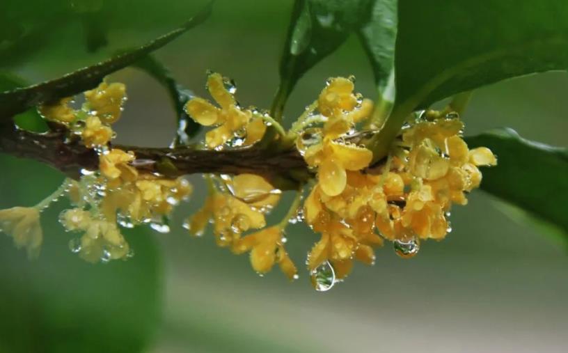 春季桂花移栽修剪有訣竅，襄陽園林綠化公司親傳經(jīng)驗，來年花多枝密長勢好