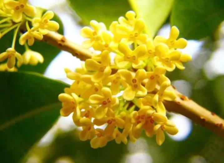 園林綠化zui愛(ài)的10種“花香之樹”！