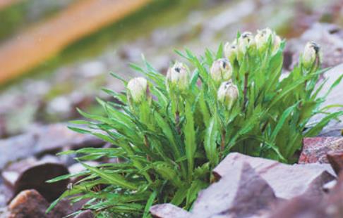 冰天雪地，為何也有植物開花？