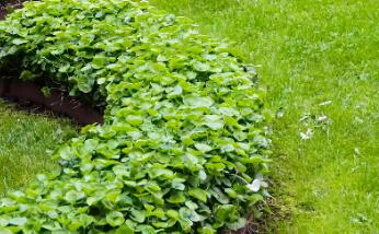 園林綠化時(shí)，植物配置的技巧有哪些呢？